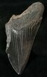 Bargain Megalodon Tooth - South Carolina #17372-1